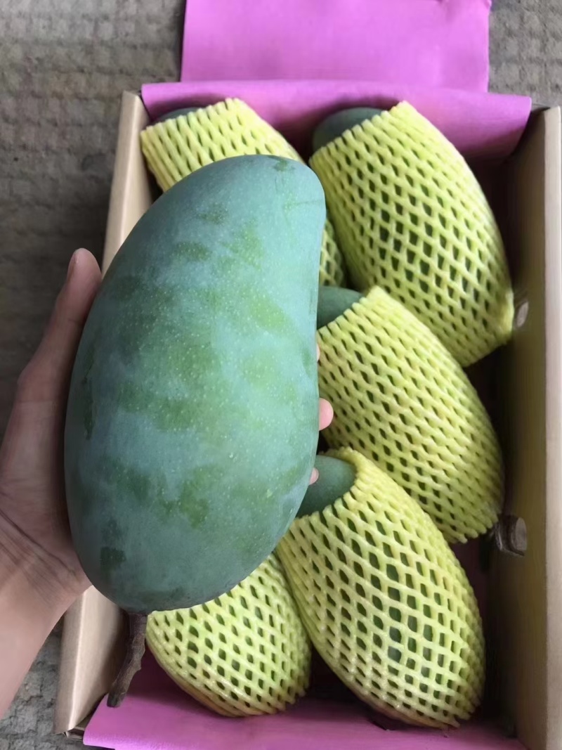 广西百色精品芒果，口感好，品相好，大量有货欢迎订购