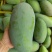 广西百色精品芒果，口感好，品相好，大量有货欢迎订购