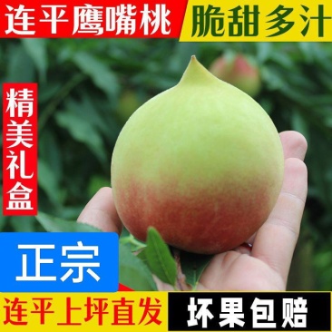 【火爆上市】正宗连平鹰嘴桃果园直采为各大商超社区团购供货