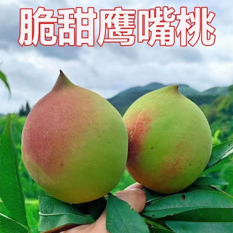 【火爆上市】正宗连平鹰嘴桃果园直采为各大商超社区团购供货