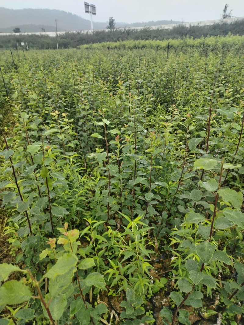 云南西梅西梅苗.法兰西6月25号上市成活率高可提前上市.