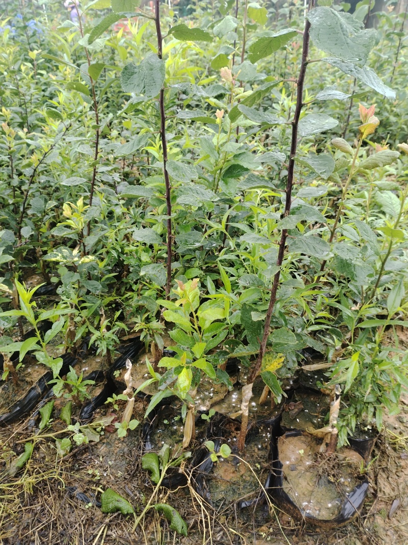 云南西梅西梅苗.法兰西6月25号上市成活率高可提前上市.