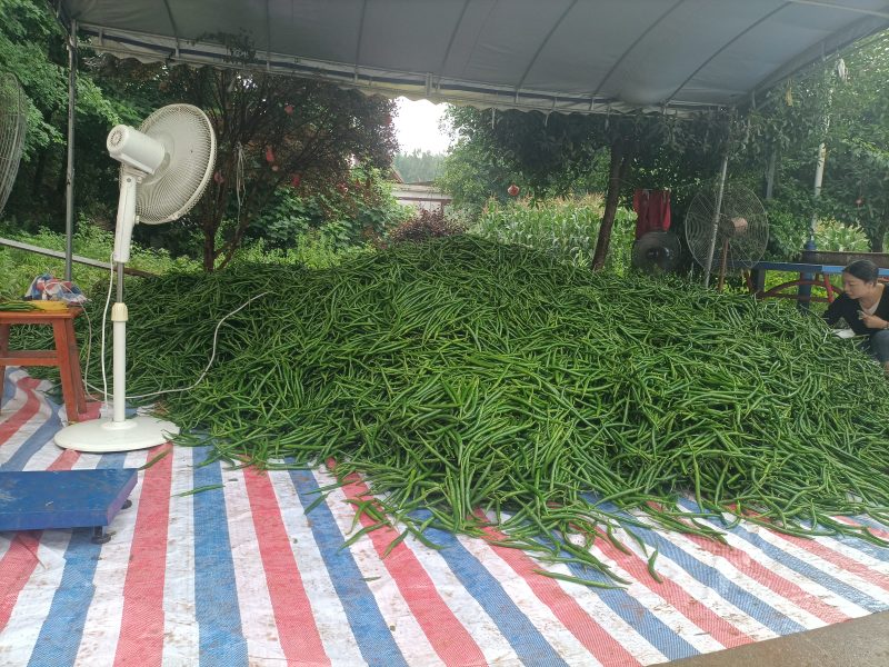 3号青线椒种植基地上市了