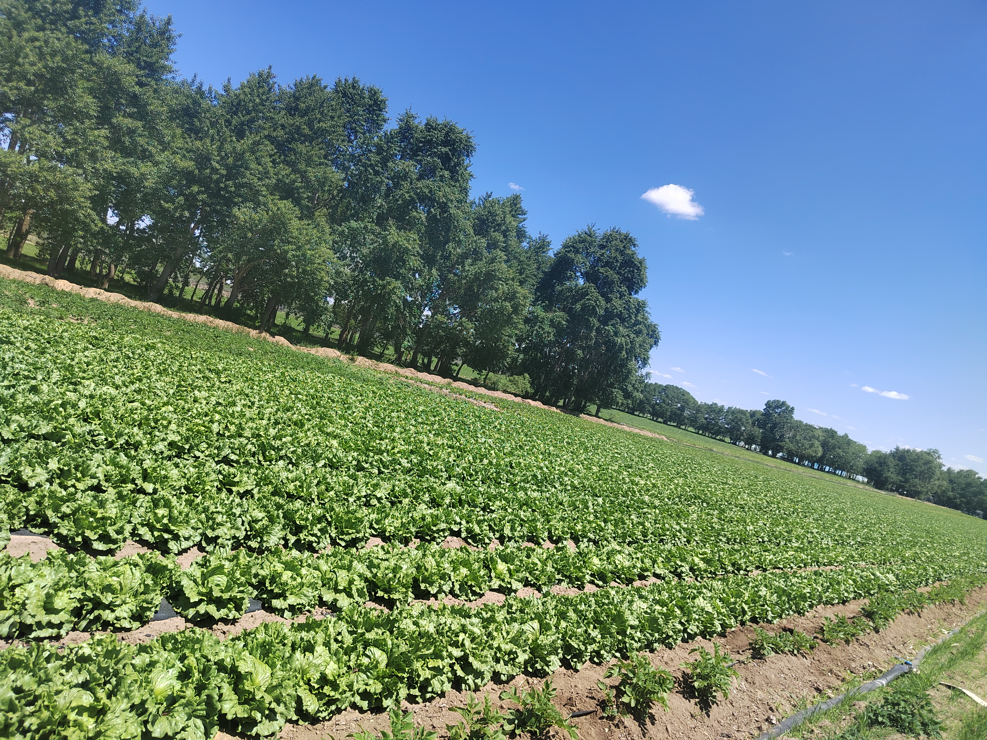 结球生菜在不同区域种植对比图