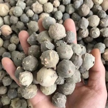 没食子中药材没食子无食子没石子墨石子