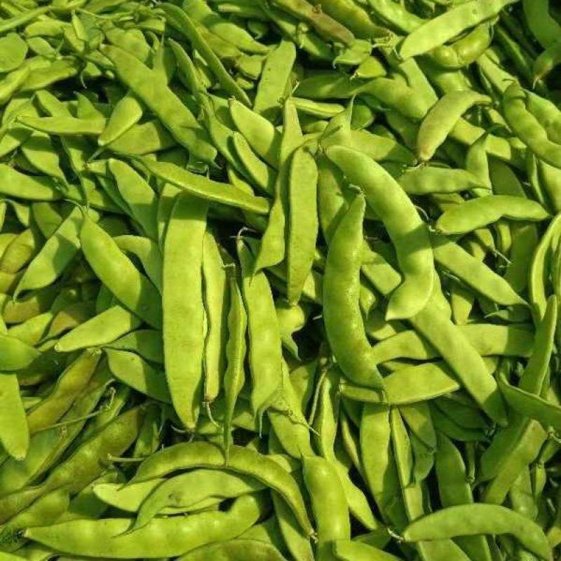 吉林产区大油豆豆角大量供应一手货源价格可来电详谈