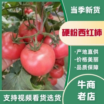 【推荐】硬粉西红柿，大量供应！商超直供，一手货源！