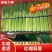 【推荐】中牟红帽蒜薹产地直供货源充足质量保证