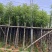 光杆樟树4～15公分基地直销规格齐全欢迎老板来电洽谈