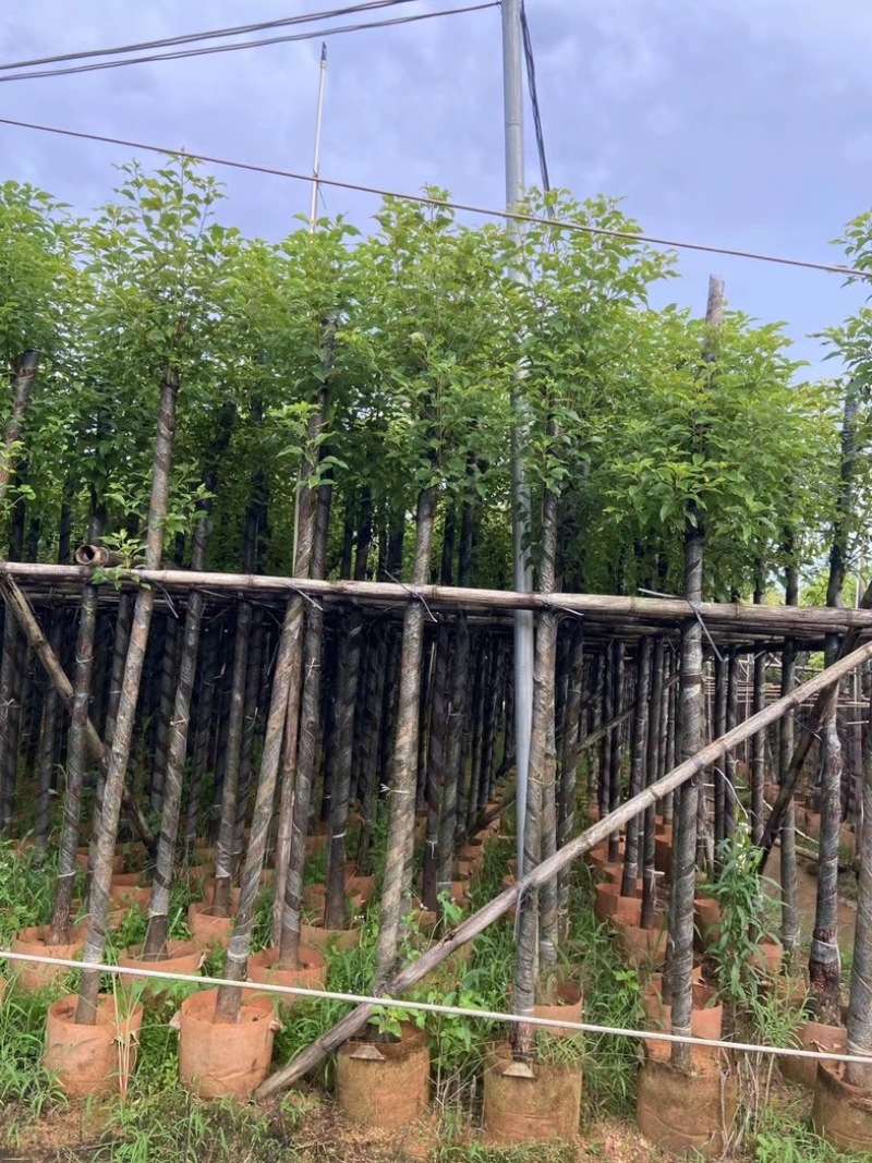 光杆樟树4～15公分基地直销规格齐全欢迎老板来电洽谈