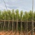 光杆樟树4～15公分基地直销规格齐全欢迎老板来电洽谈