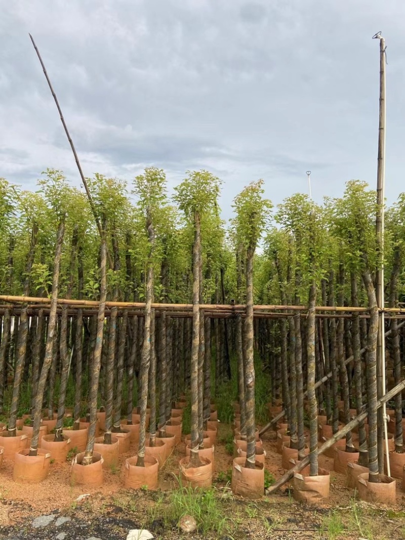 光杆樟树4～15公分基地直销规格齐全欢迎老板来电洽谈