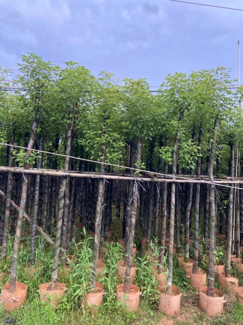 光杆樟树4～15公分基地直销规格齐全欢迎老板来电洽谈