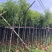 光杆樟树4～15公分基地直销规格齐全欢迎老板来电洽谈