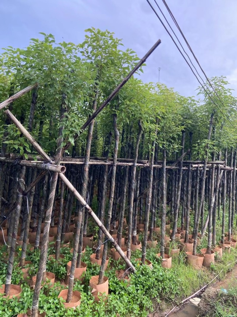 光杆樟树4～15公分基地直销规格齐全欢迎老板来电洽谈