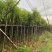光杆樟树4～15公分基地直销规格齐全欢迎老板来电洽谈
