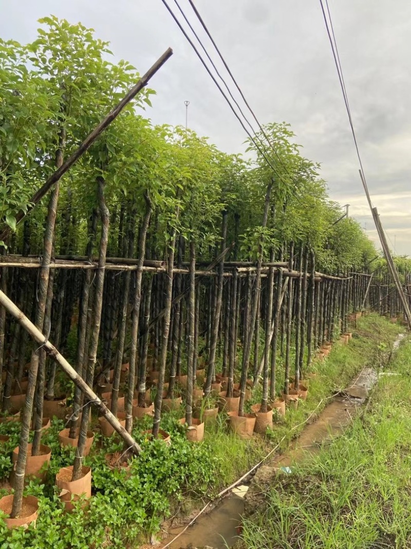 光杆樟树4～15公分基地直销规格齐全欢迎老板来电洽谈