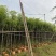 光杆樟树4～15公分基地直销规格齐全欢迎老板来电洽谈