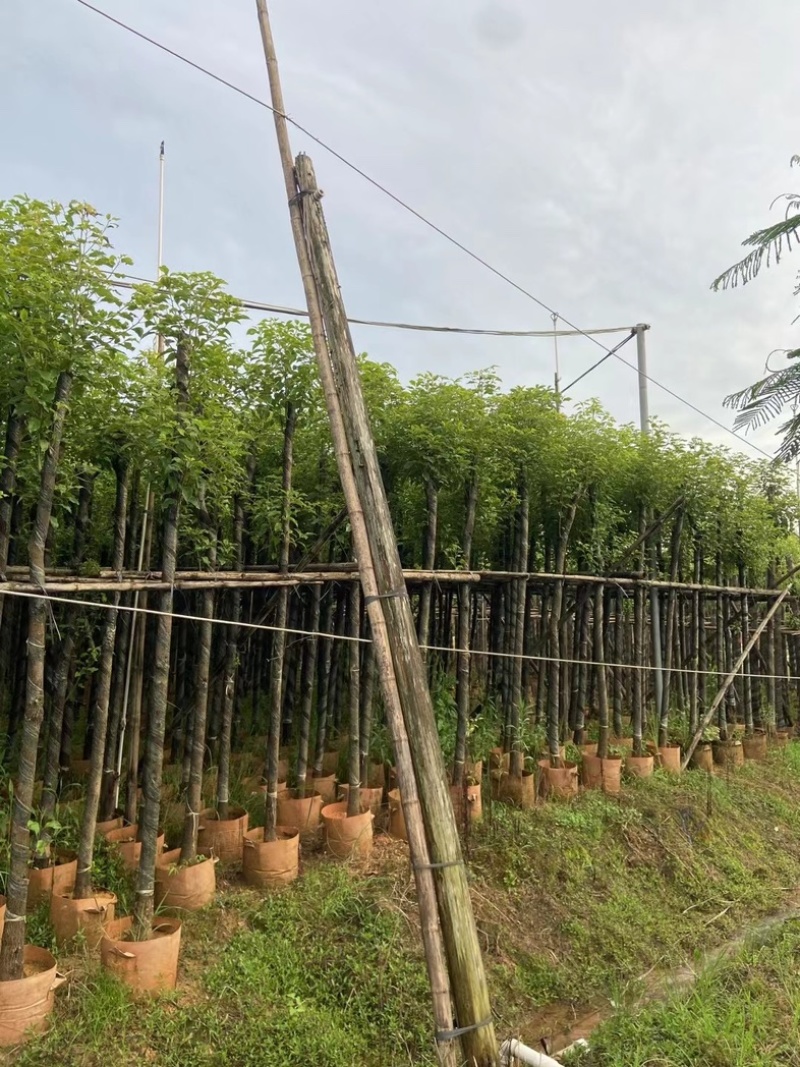 光杆樟树4～15公分基地直销规格齐全欢迎老板来电洽谈