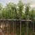 光杆樟树4～15公分基地直销规格齐全欢迎老板来电洽谈