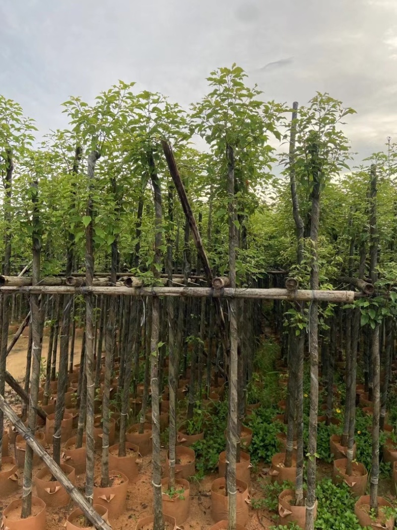 光杆樟树4～15公分基地直销规格齐全欢迎老板来电洽谈