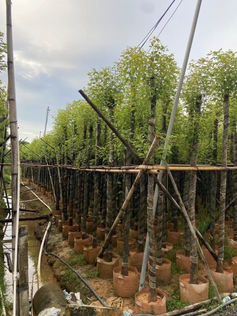 光杆樟树4～15公分基地直销规格齐全欢迎老板来电洽谈