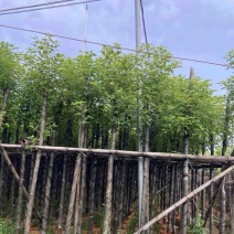 光杆樟树4～15公分基地直销规格齐全欢迎老板来电洽谈