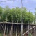 光杆樟树4～15公分基地直销规格齐全欢迎老板来电洽谈