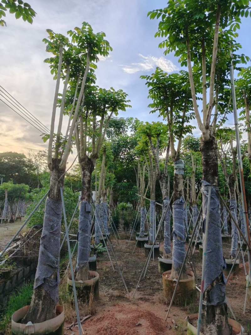 骨架火焰木15～30公分基地直销规格齐全欢迎老板来电