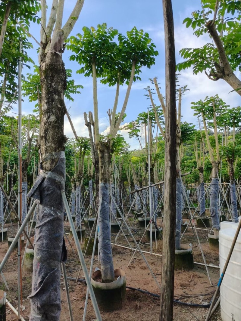 骨架火焰木15～30公分基地直销规格齐全欢迎老板来电
