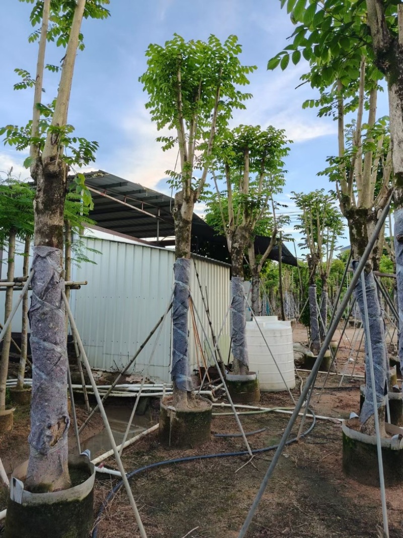 骨架火焰木15～30公分基地直销规格齐全欢迎老板来电