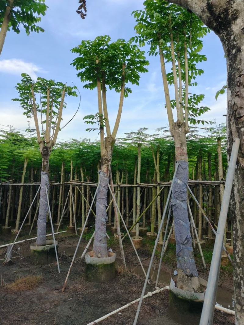 骨架火焰木15～30公分基地直销规格齐全欢迎老板来电