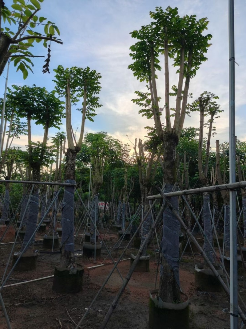 骨架火焰木15～30公分基地直销规格齐全欢迎老板来电