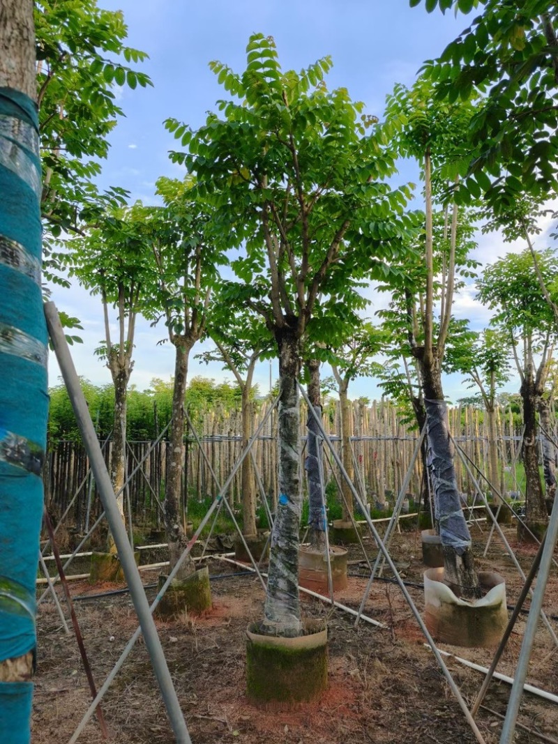 骨架火焰木15～30公分基地直销规格齐全欢迎老板来电