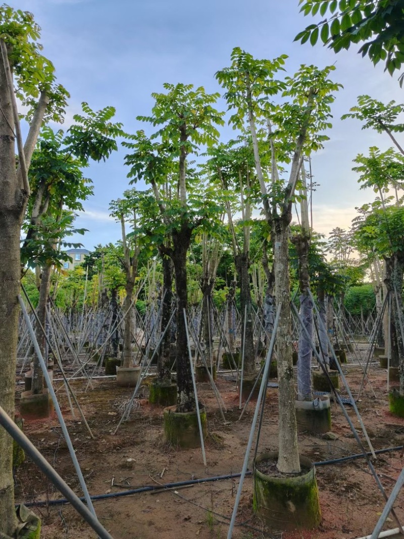 骨架火焰木15～30公分基地直销规格齐全欢迎老板来电