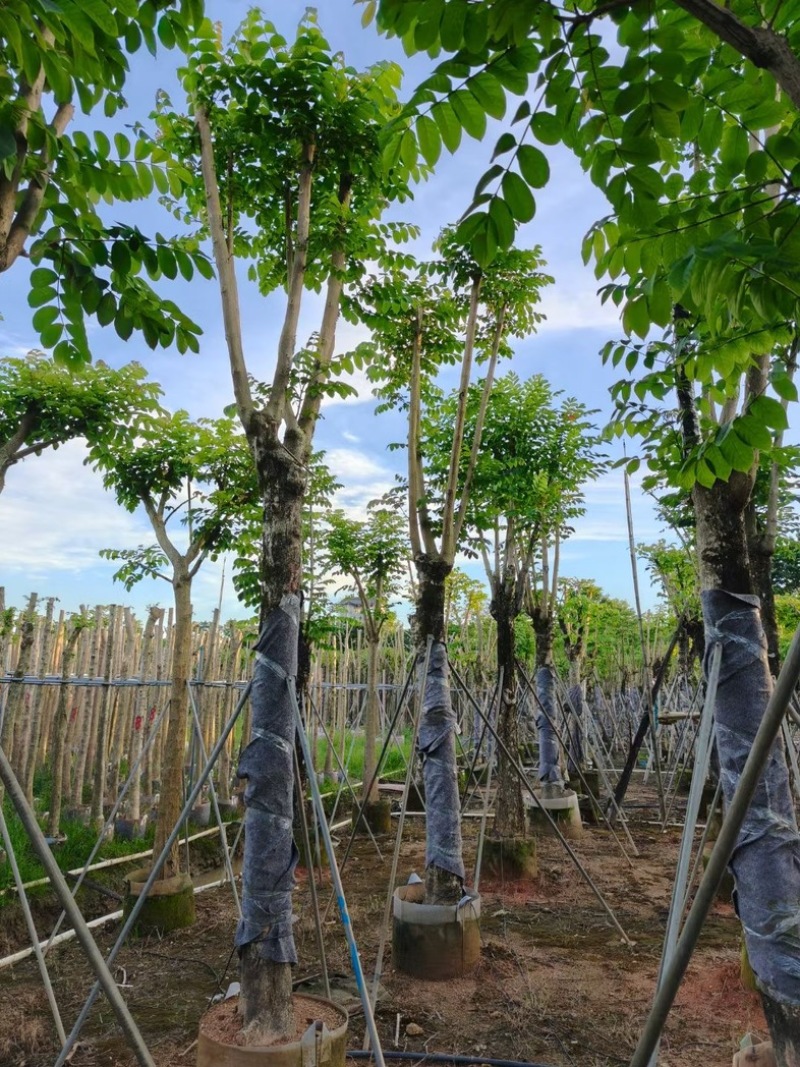 骨架火焰木15～30公分基地直销规格齐全欢迎老板来电