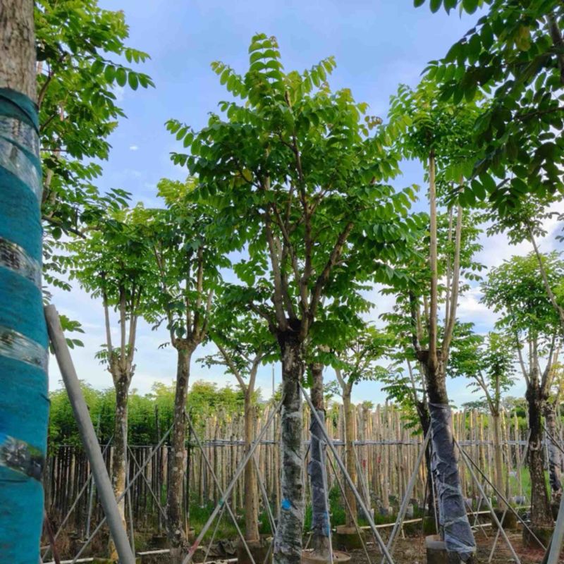 骨架火焰木15～30公分基地直销规格齐全欢迎老板来电