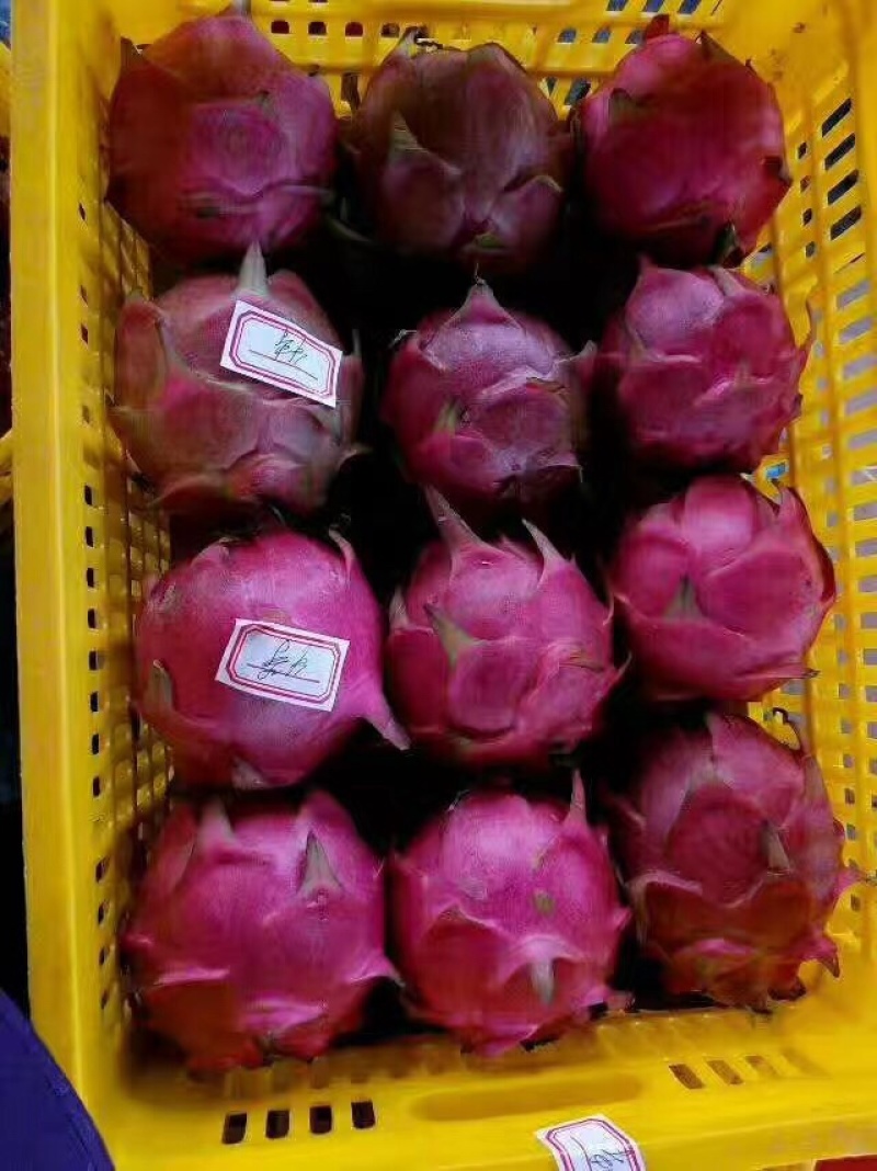 火龙果