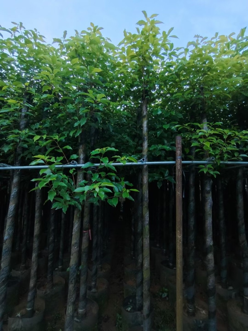杀头香樟3～8公分基地直销规格齐全欢迎老板来电洽谈