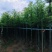 杀头香樟3～8公分基地直销规格齐全欢迎老板来电洽谈