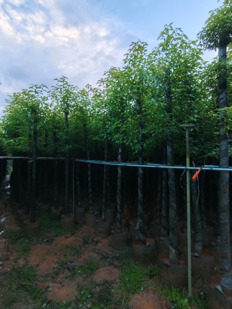 杀头香樟3～8公分基地直销规格齐全欢迎老板来电洽谈