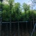 杀头香樟3～8公分基地直销规格齐全欢迎老板来电洽谈