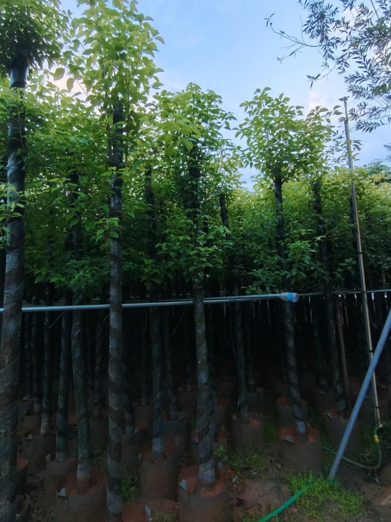 杀头香樟3～8公分基地直销规格齐全欢迎老板来电洽谈