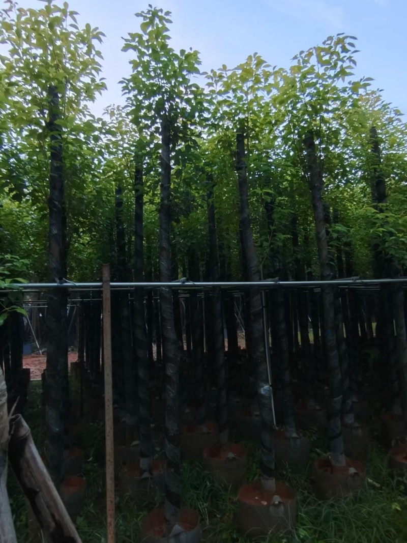 杀头香樟3～8公分基地直销规格齐全欢迎老板来电洽谈