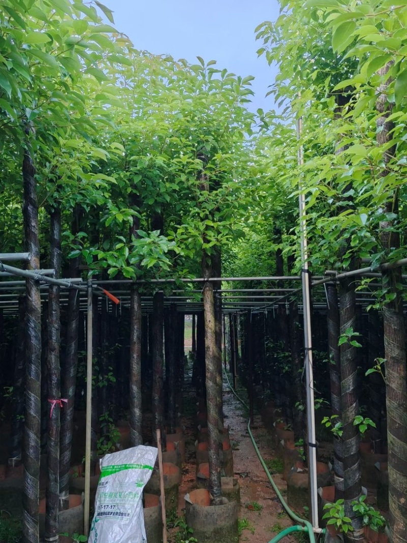 杀头香樟3～8公分基地直销规格齐全欢迎老板来电洽谈
