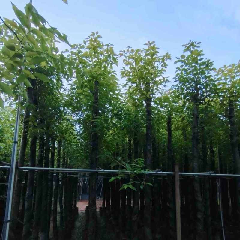 杀头香樟3～8公分基地直销规格齐全欢迎老板来电洽谈