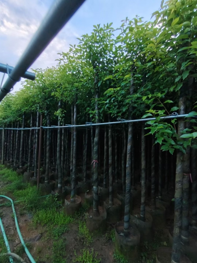 杀头香樟3～8公分基地直销规格齐全欢迎老板来电洽谈