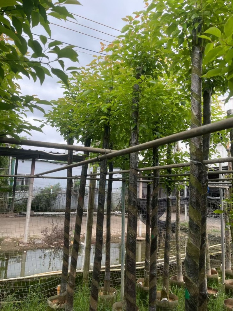杀头香樟3～8公分基地直销规格齐全欢迎老板来电洽谈