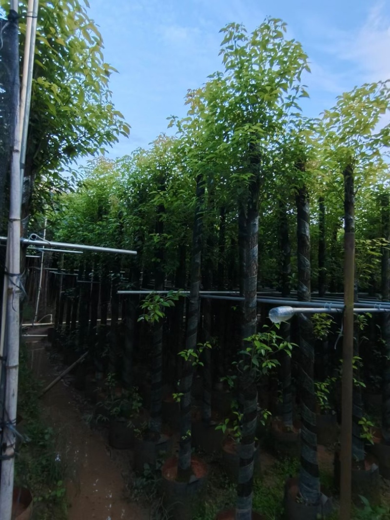 杀头香樟3～8公分基地直销规格齐全欢迎老板来电洽谈