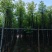 杀头香樟3～8公分基地直销规格齐全欢迎老板来电洽谈